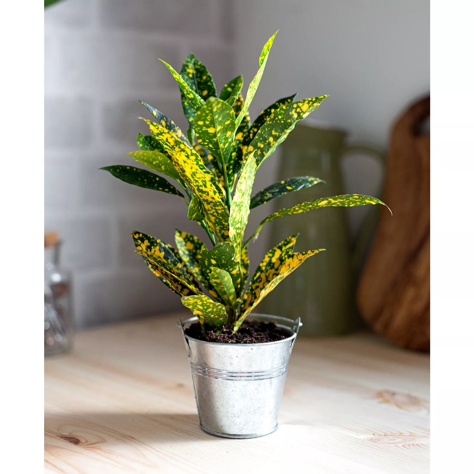 Hayloft Plants Croton Mixed Plant Collection With Decorative Silver
