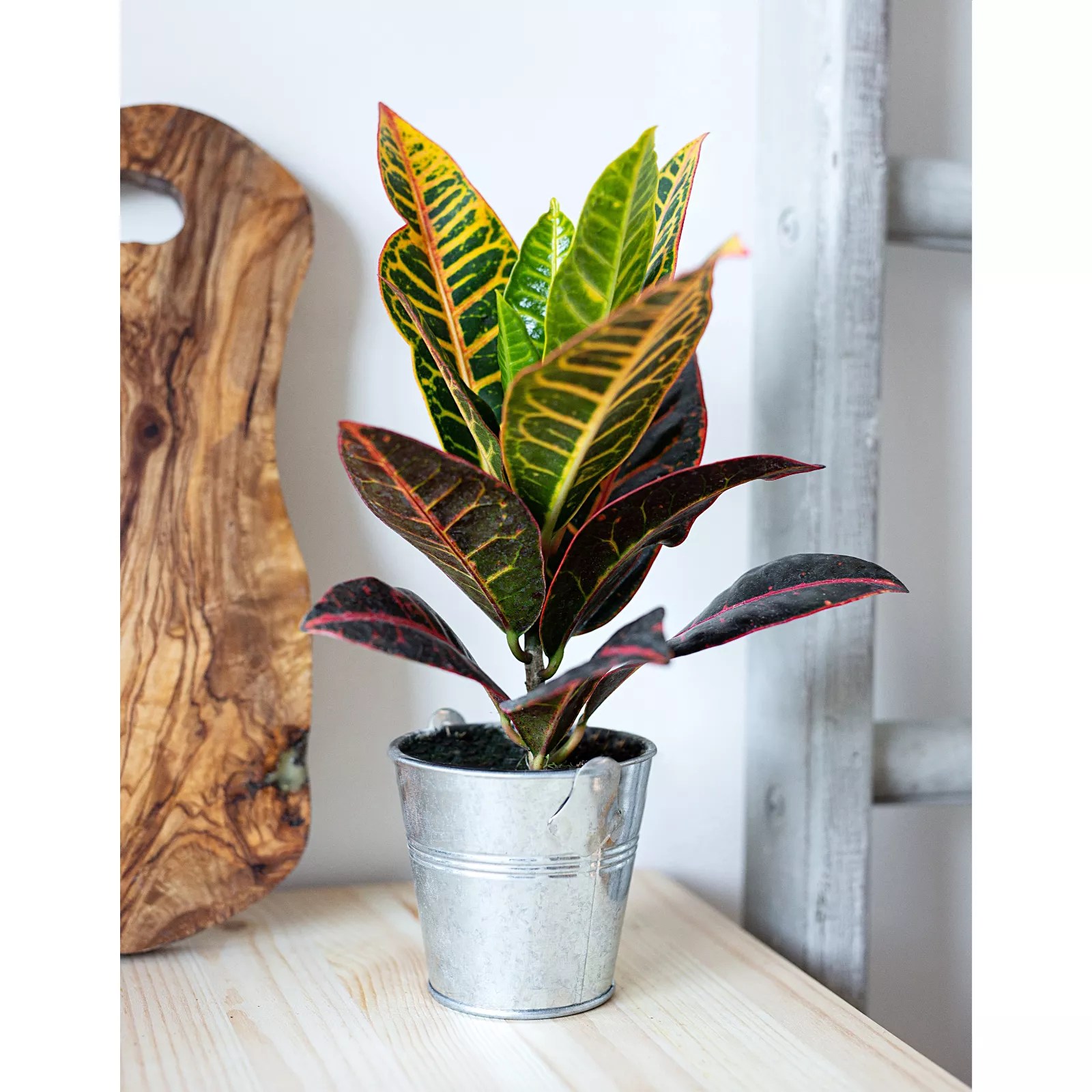 Hayloft Plants Croton Mixed Plant Collection With Decorative Silver