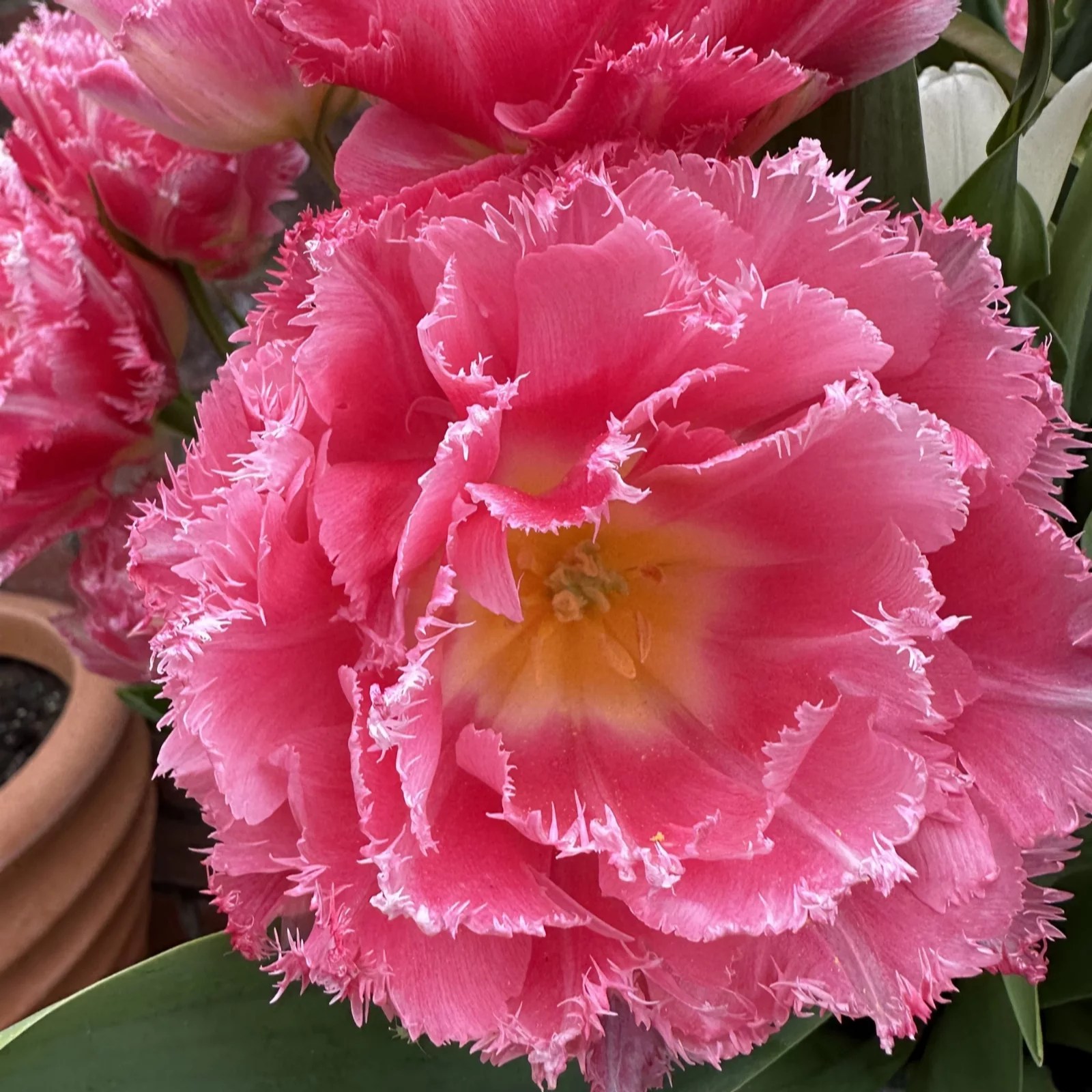 Plants 2 Gardens Tulip Cripion Sweet 20x 12+ Bulbs QVC UK