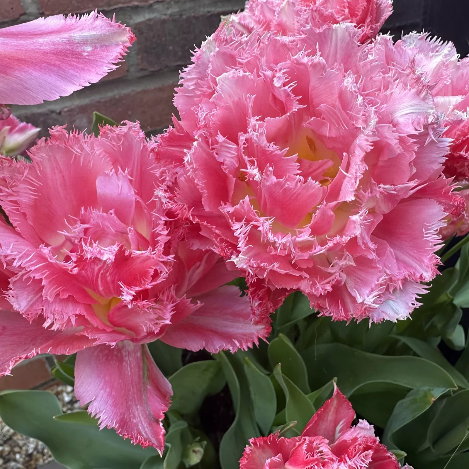 Plants 2 Gardens Tulip Cripion Sweet 20x 12+ Bulbs QVC UK