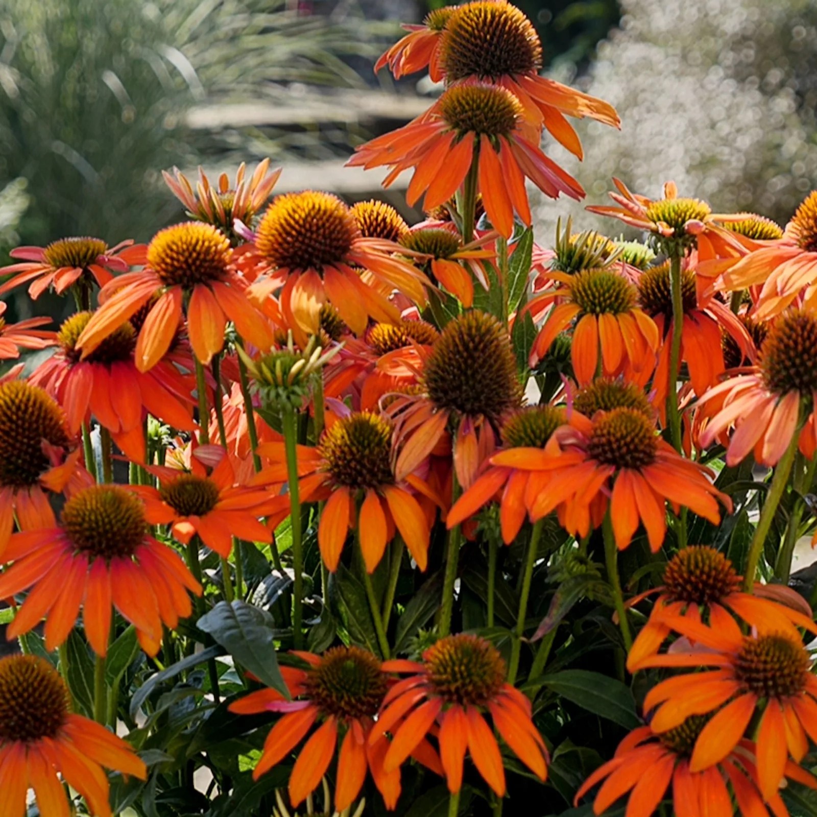 Precious Plants Echinacea Lakota Orange 3 x 3.1cm young plants QVC UK