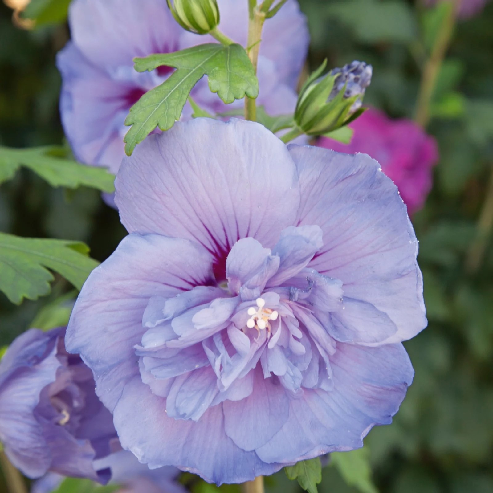 Plants2Gardens Hibiscus Blue in 4.5 Litre Pot QVC UK