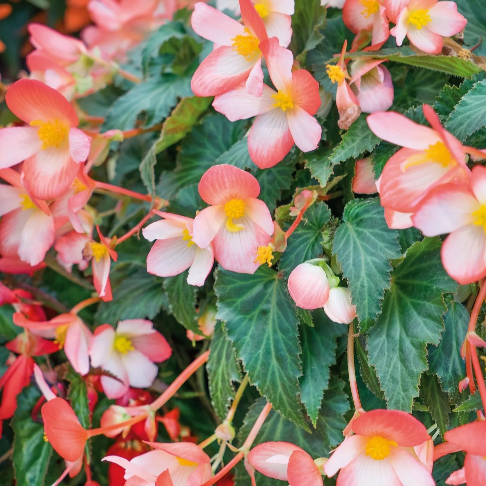 Plants 2 Gardens Begonia Waterfall Collection 3x 10.5cm QVC UK