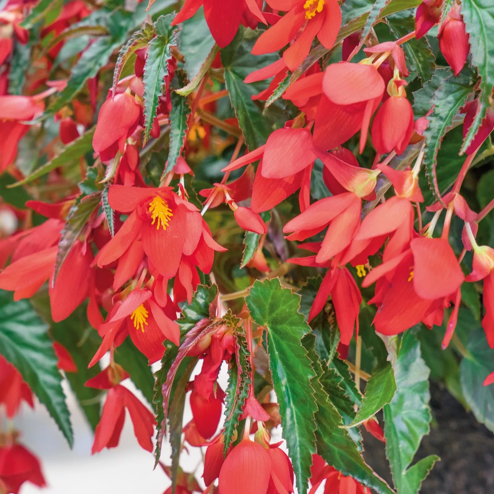 Plants 2 Gardens Begonia Waterfall Collection 3x 10.5cm QVC UK