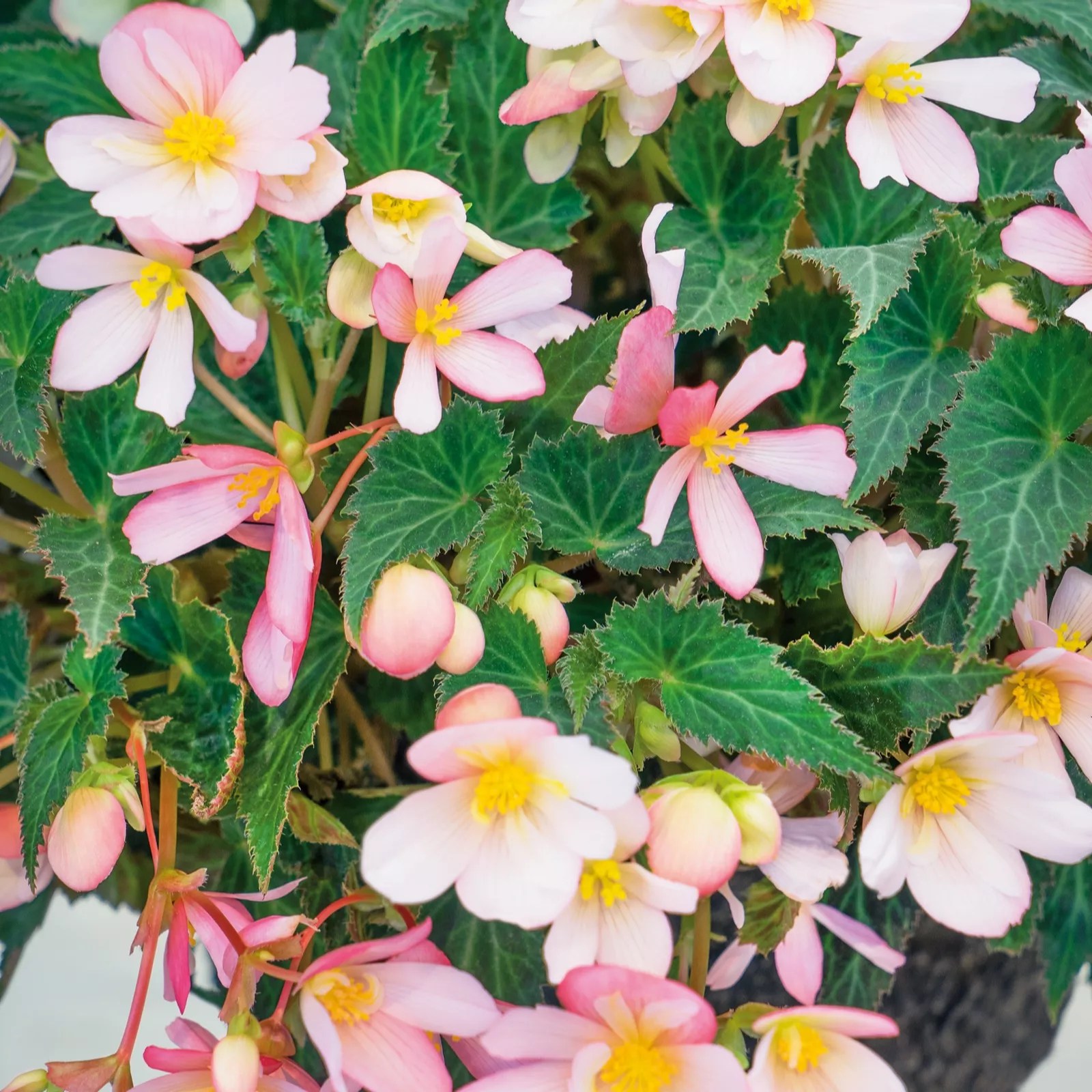 Plants 2 Gardens Begonia Waterfall Collection 3x 10.5cm QVC UK