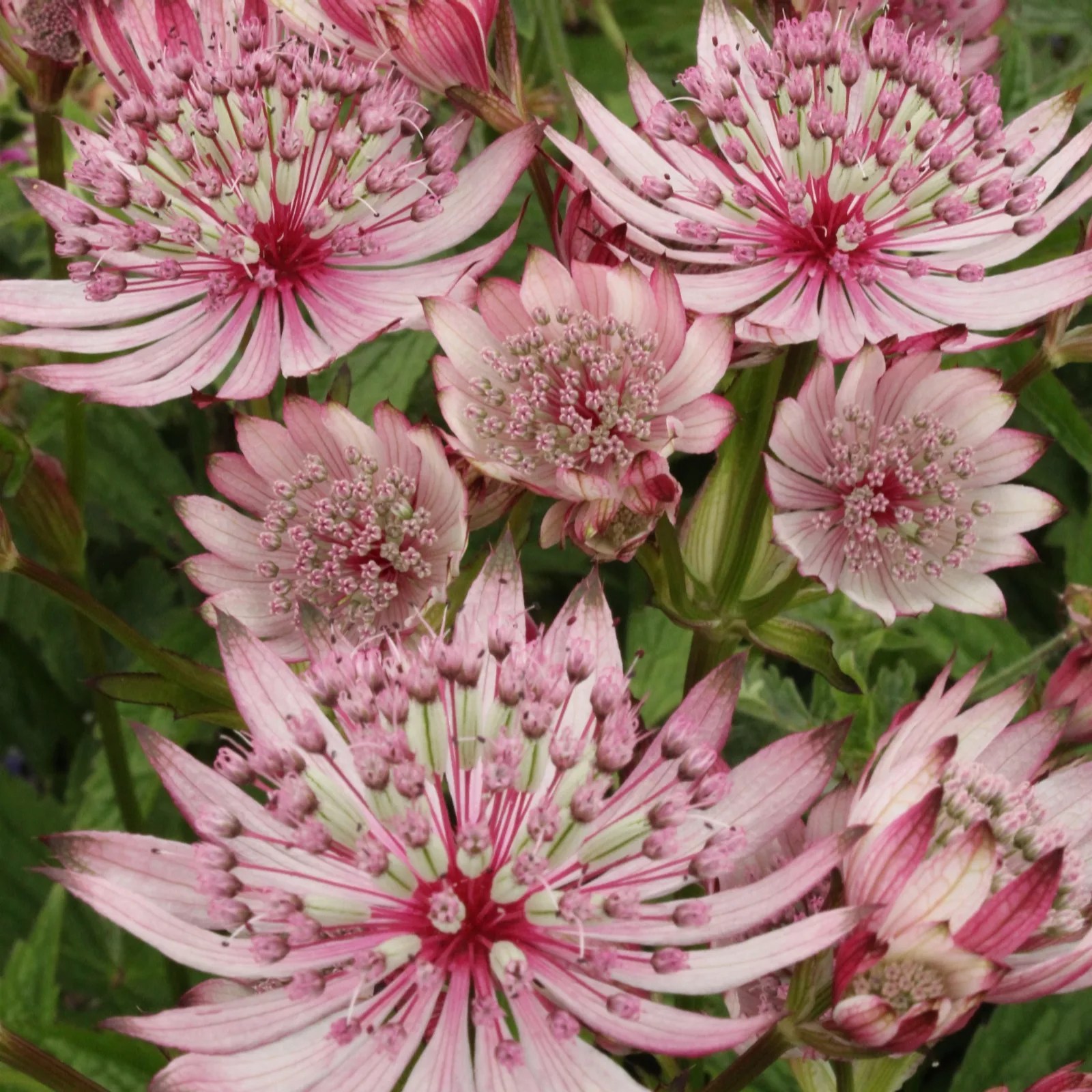 Hayloft Plants 3x Astrantia Sparkling Stars Bare Roots QVC UK