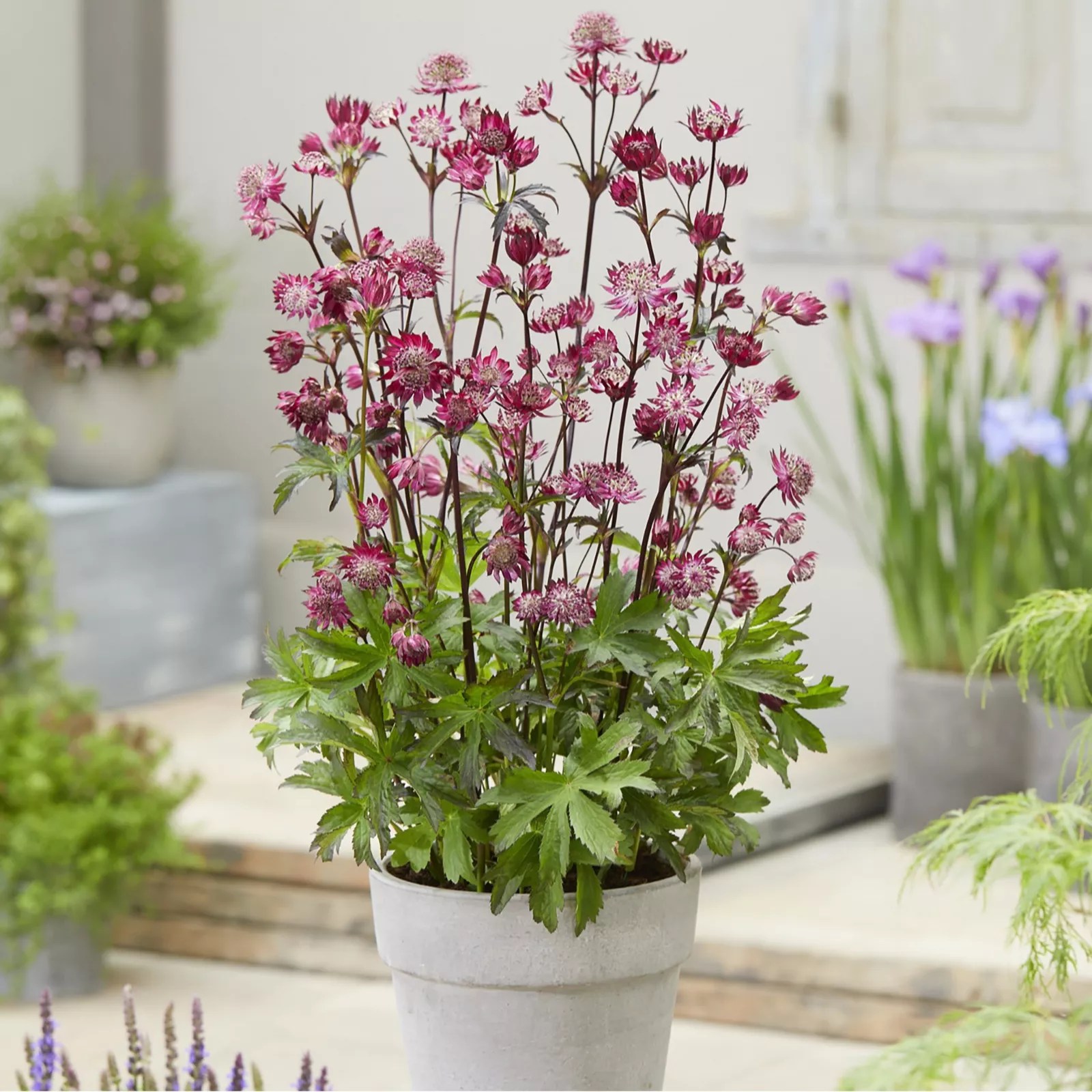 Hayloft Plants 3x Astrantia Sparkling Stars Bare Roots QVC UK