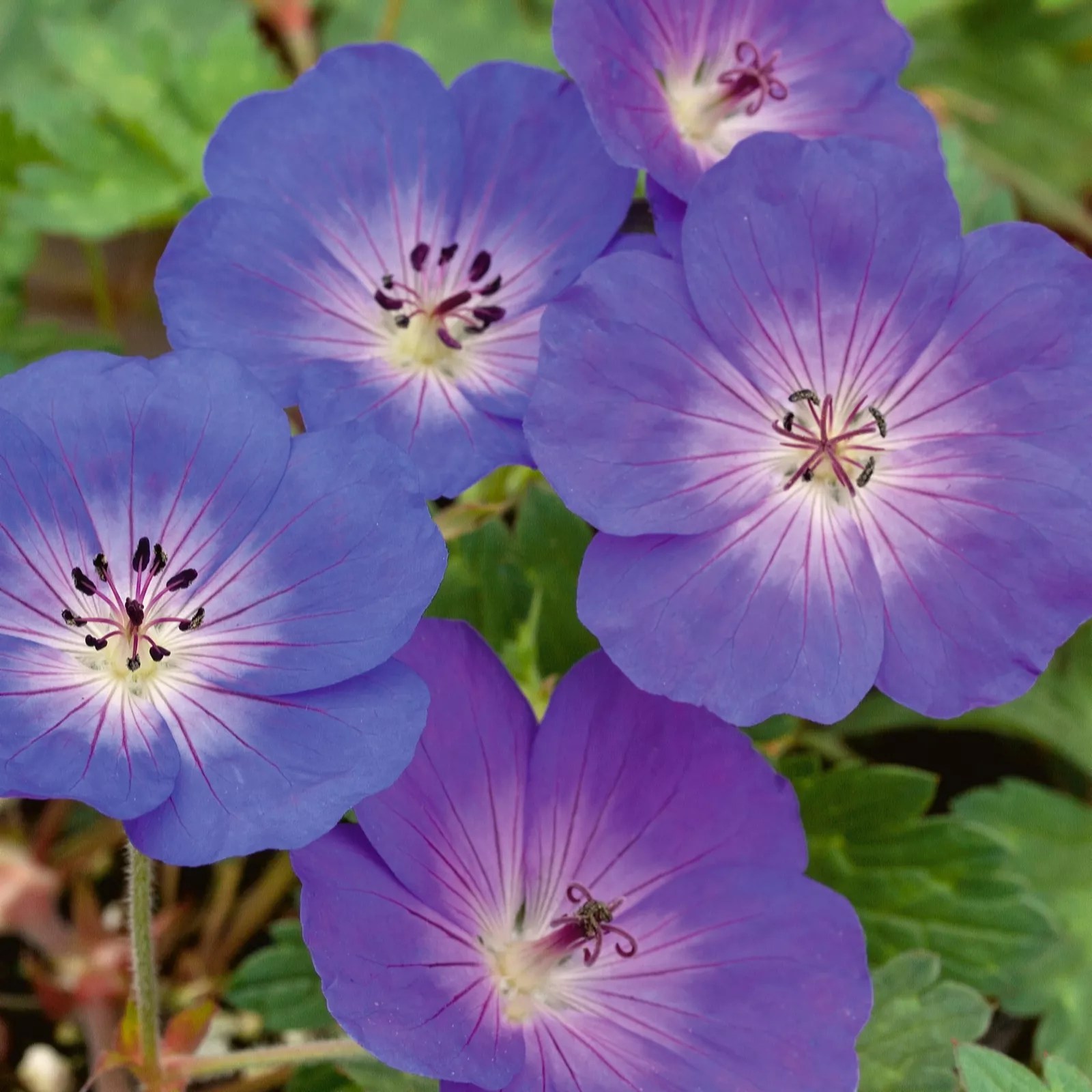 Plants2Gardens Geranium Rozanne 2 Litre Pots x 3 QVC UK