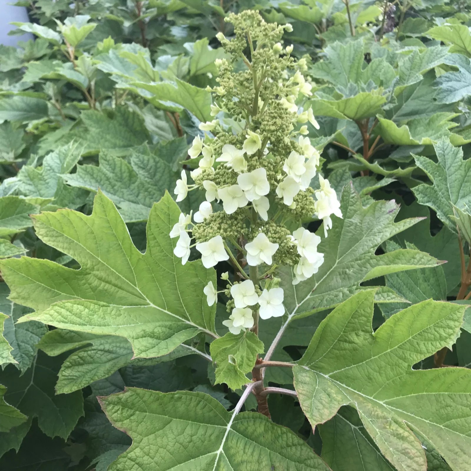 Plants2Gardens Hydrangea Quercifolia Hovaria QVC UK