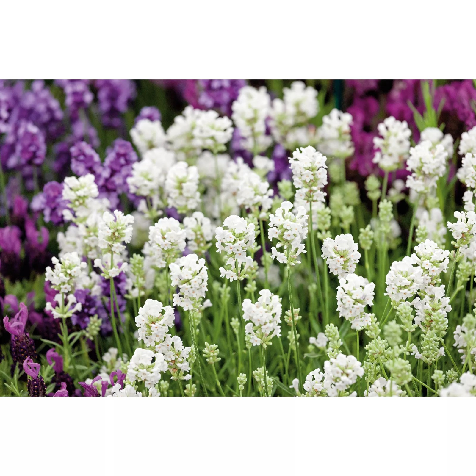 Hayloft Plants Luxurious Lavender Collection QVC UK
