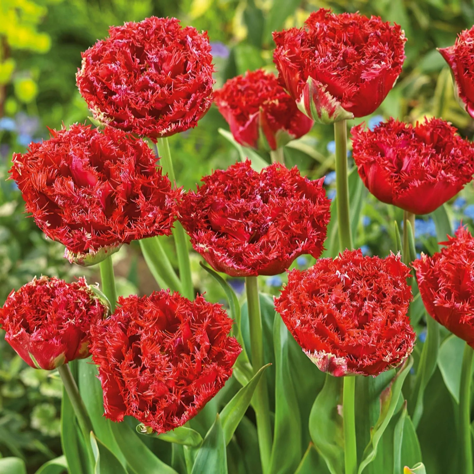 Plants2Gardens Tulip Qatar 20 x Bulbs QVC UK