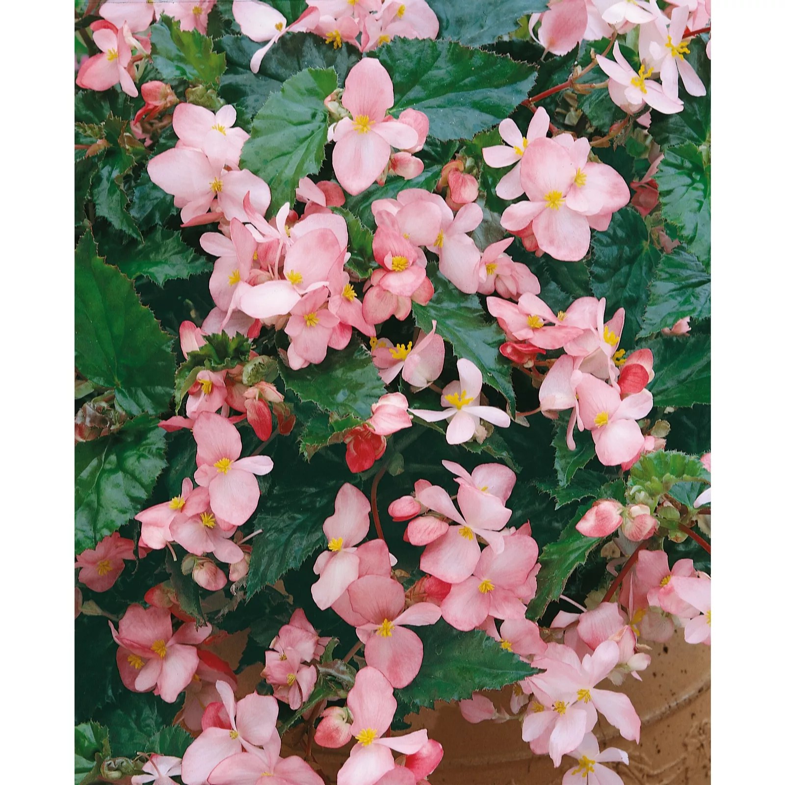 Plants2Gardens Begonia Richmondensis 5 x 9cm QVC UK