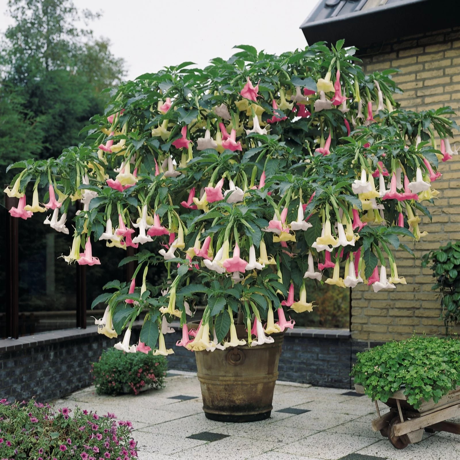 Thompson & Angels Trumpet Tricolour (Brugmansia) 12cm Pot x 2