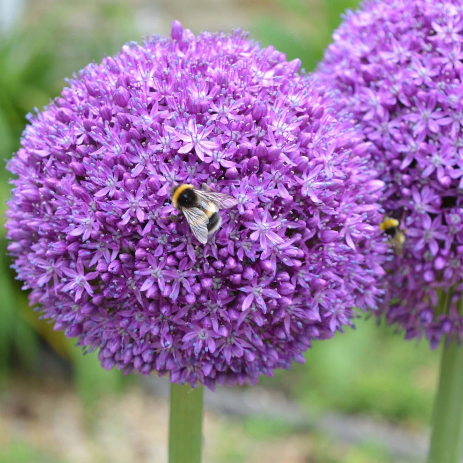 Plants2Gardens Allium Ambassador 3 x Bulbs QVC UK