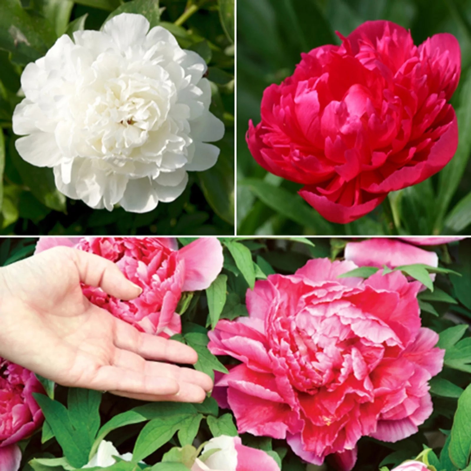 You Garden Hardy Peony Collection bare root x3 QVC UK