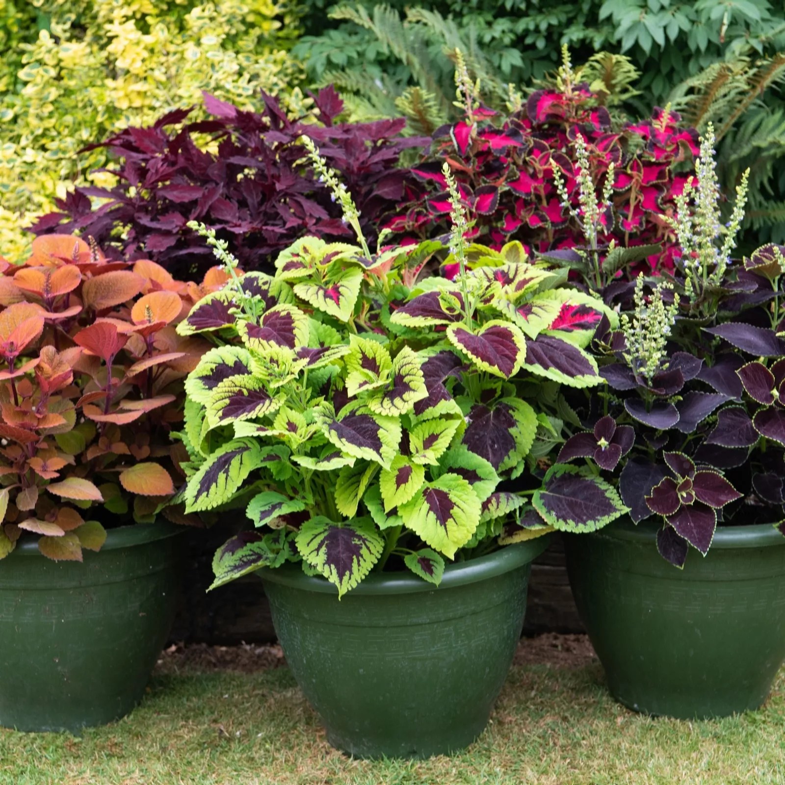 Thompson & Coleus Mix 6cm Young Plants x 30 QVC UK