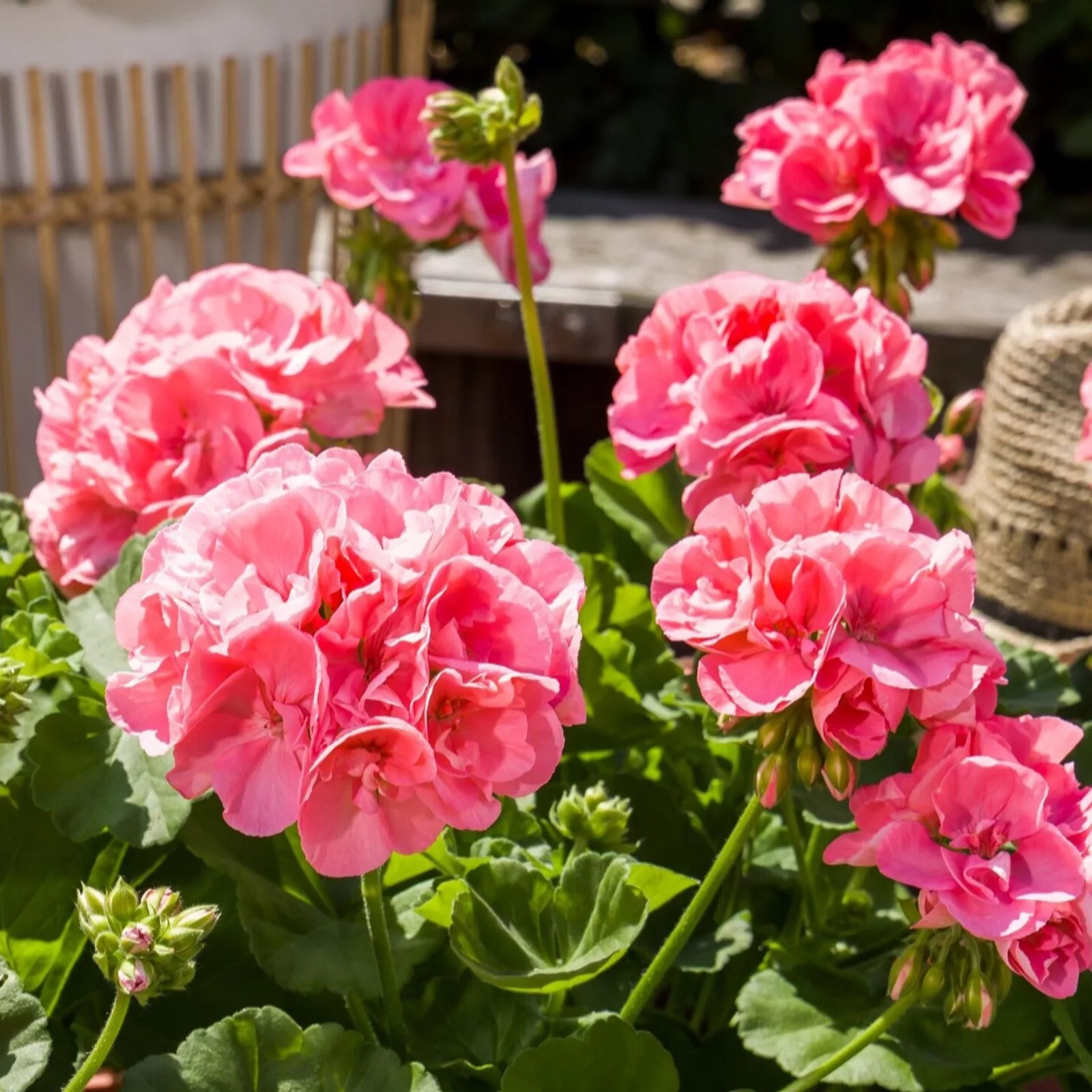 Hayloft Plants Garden Performance Geraniums Geranium Calliope 3x3 QVC UK