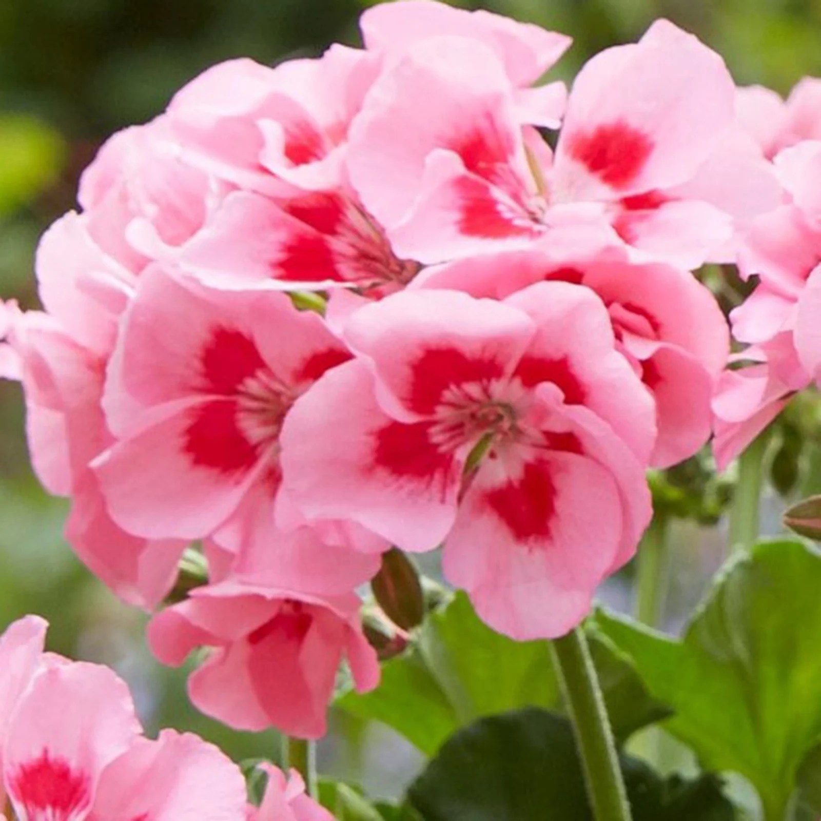 Hayloft Plants Garden Performance Geraniums Geranium Calliope 3x3 QVC UK