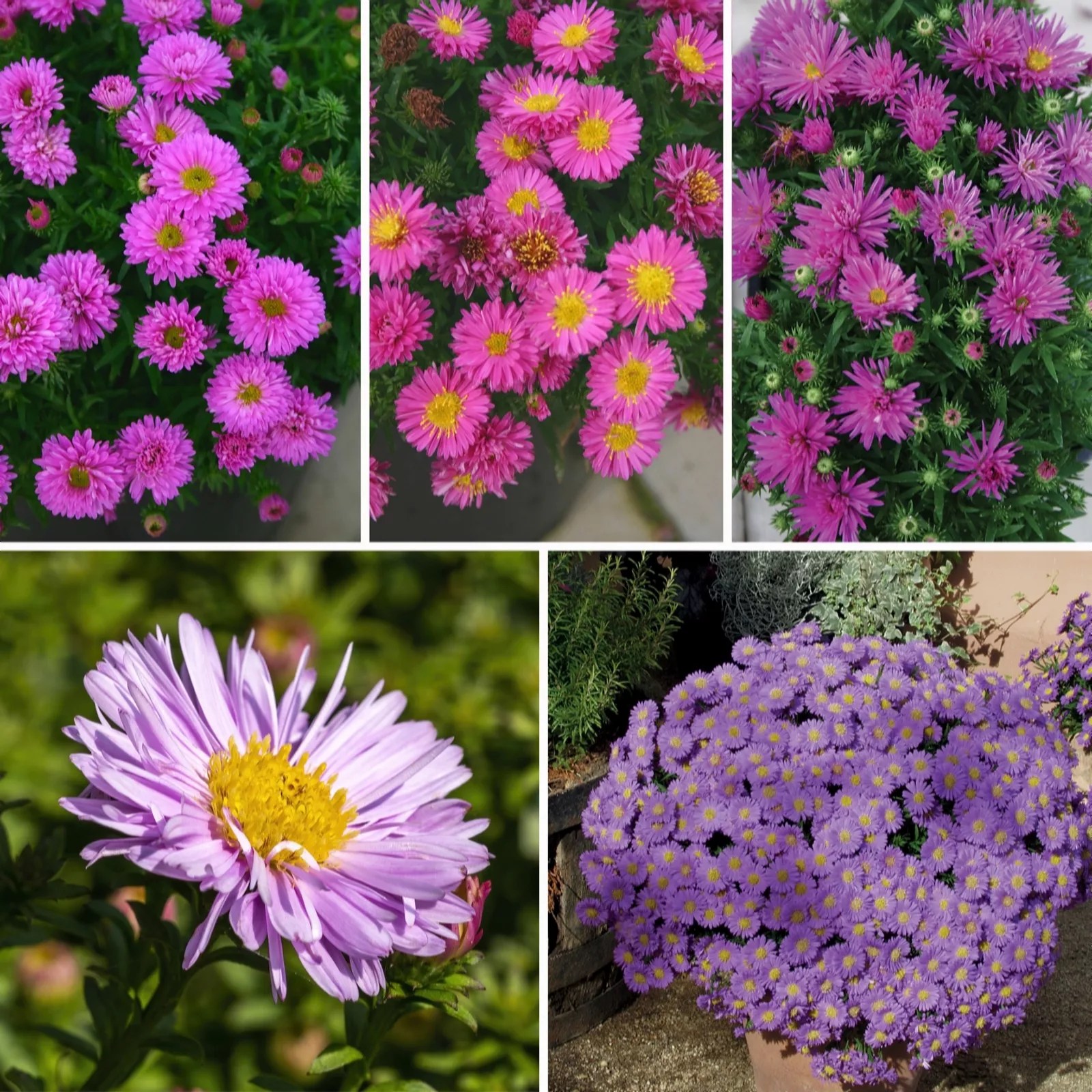 Precious Plants Aster Jewels Collection 5x 4.8cm Young Plants QVC UK