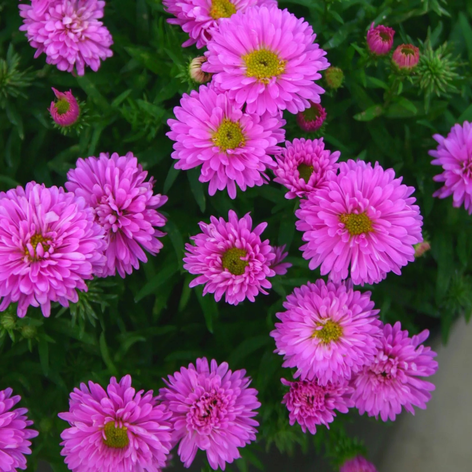 Precious Plants Aster Jewels Collection 5x 4.8cm Young Plants QVC UK