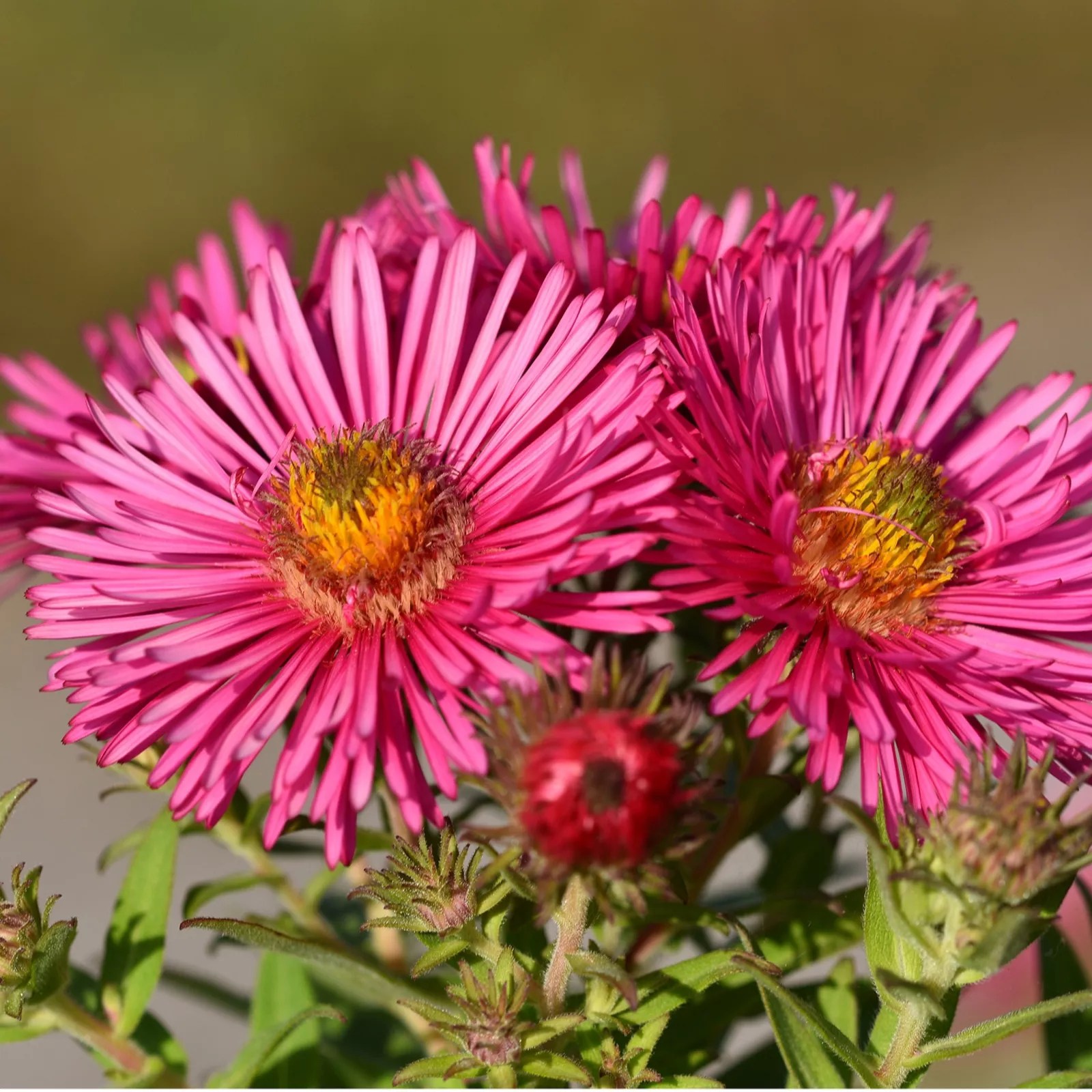 Precious Plants Aster Jewels Collection 5x 4.8cm Young Plants QVC UK