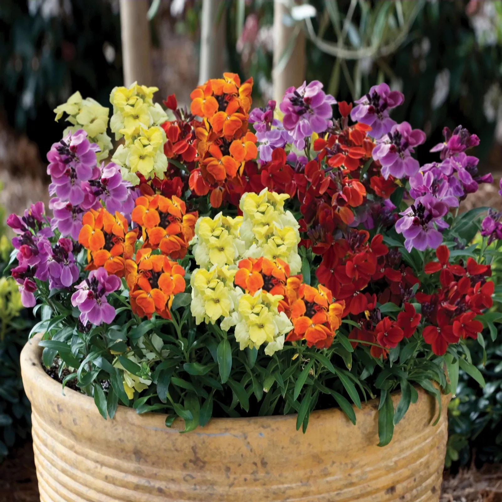 de Jager Fragrant Sugar Rush Wallflowers 8x 4.5cm Young Plants QVC UK