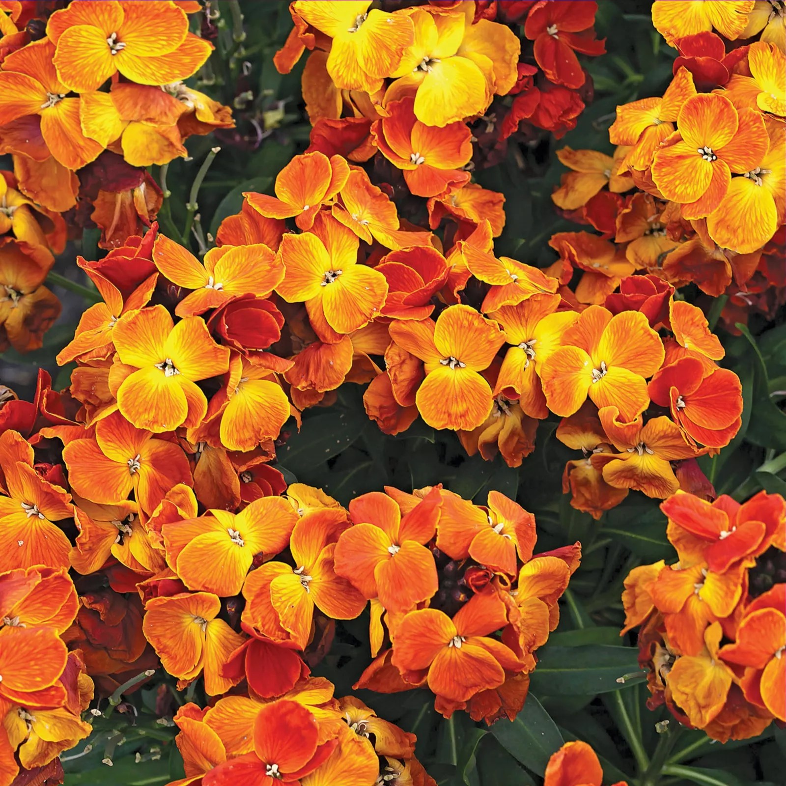 de Jager Fragrant Sugar Rush Wallflowers 8x 4.5cm Young Plants QVC UK