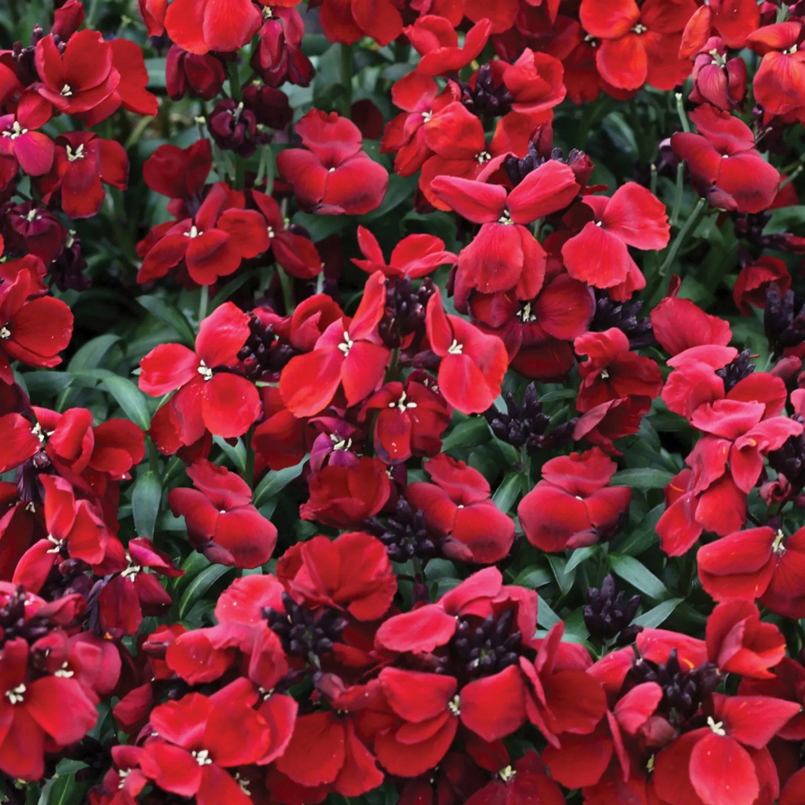 de Jager Fragrant Sugar Rush Wallflowers 8x 4.5cm Young Plants QVC UK