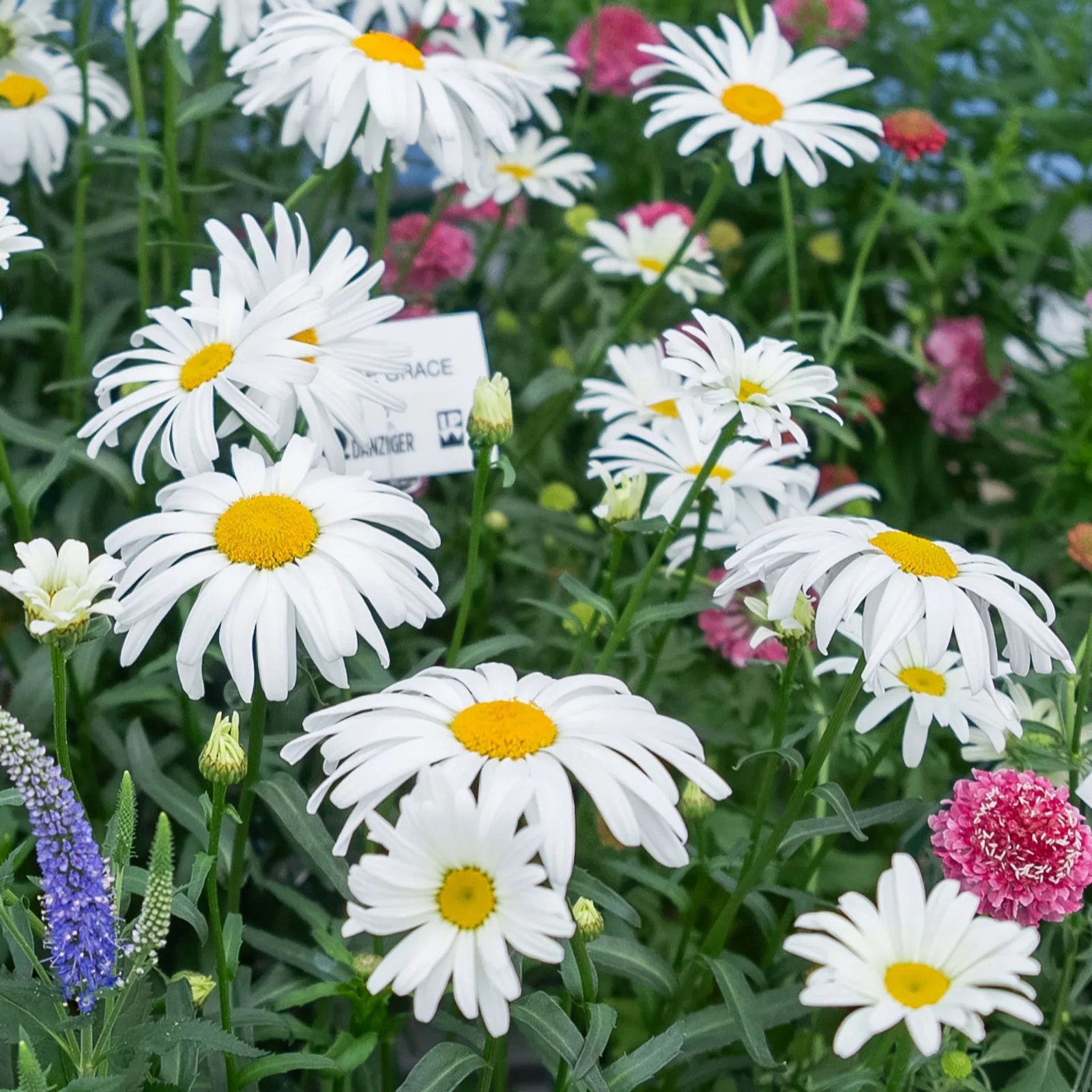 Plants2Gardens Garden To Vase Collection 6x 6cm QVC UK