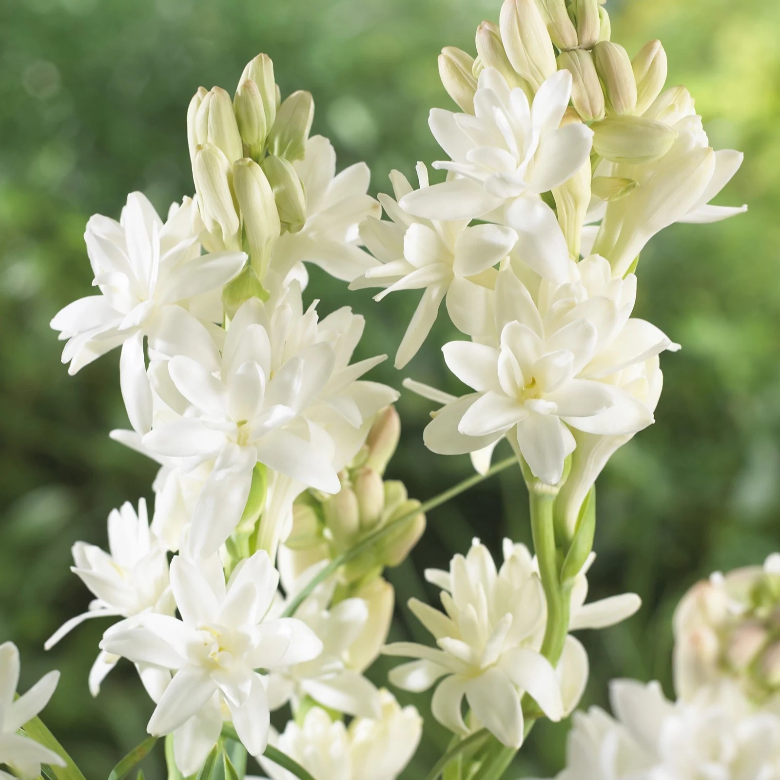 YouGarden Polianthes tuberosa bulbs x10 QVC UK