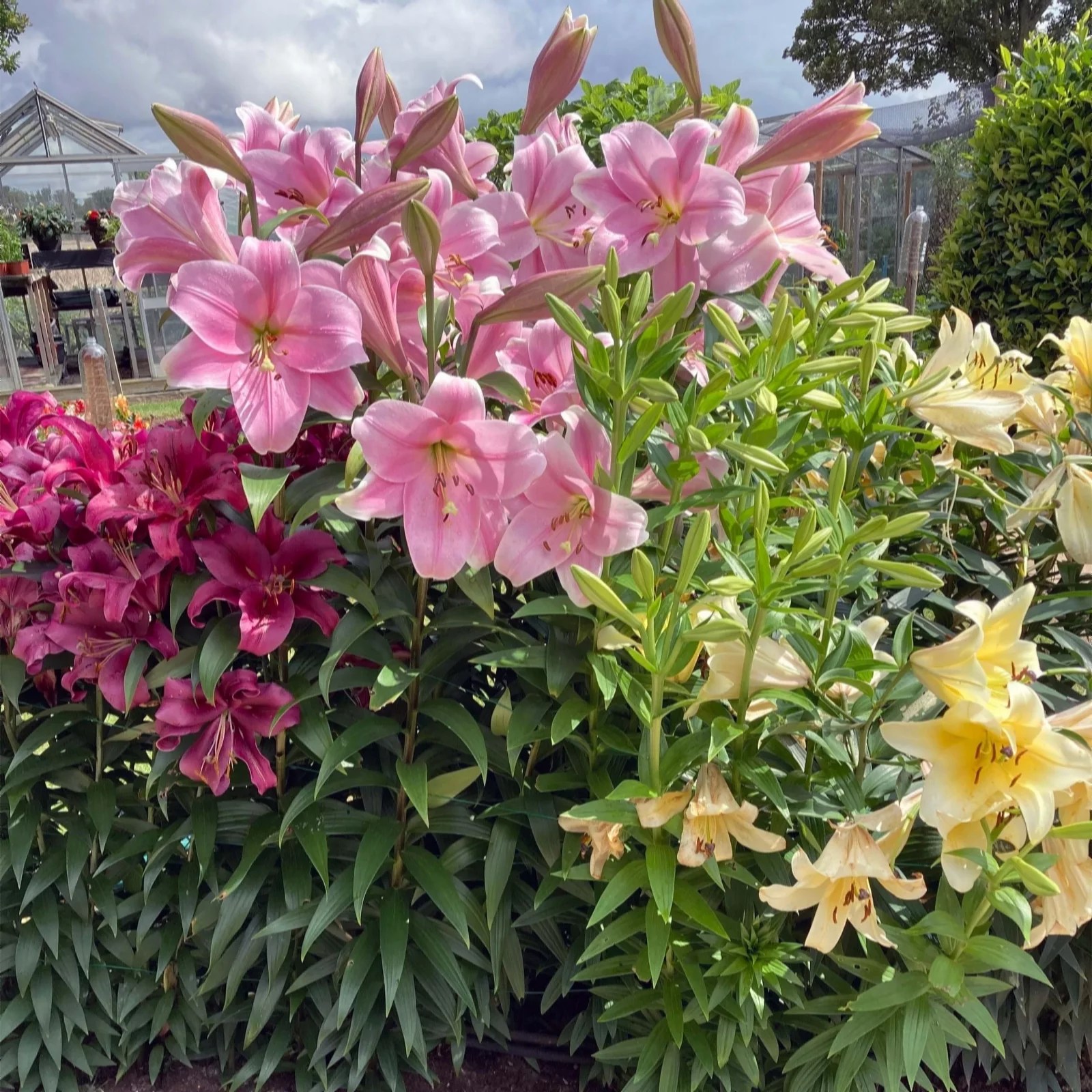 Richard Jackson's Freesia Scented Wow Flower Lilies 5x Bulbs QVC UK