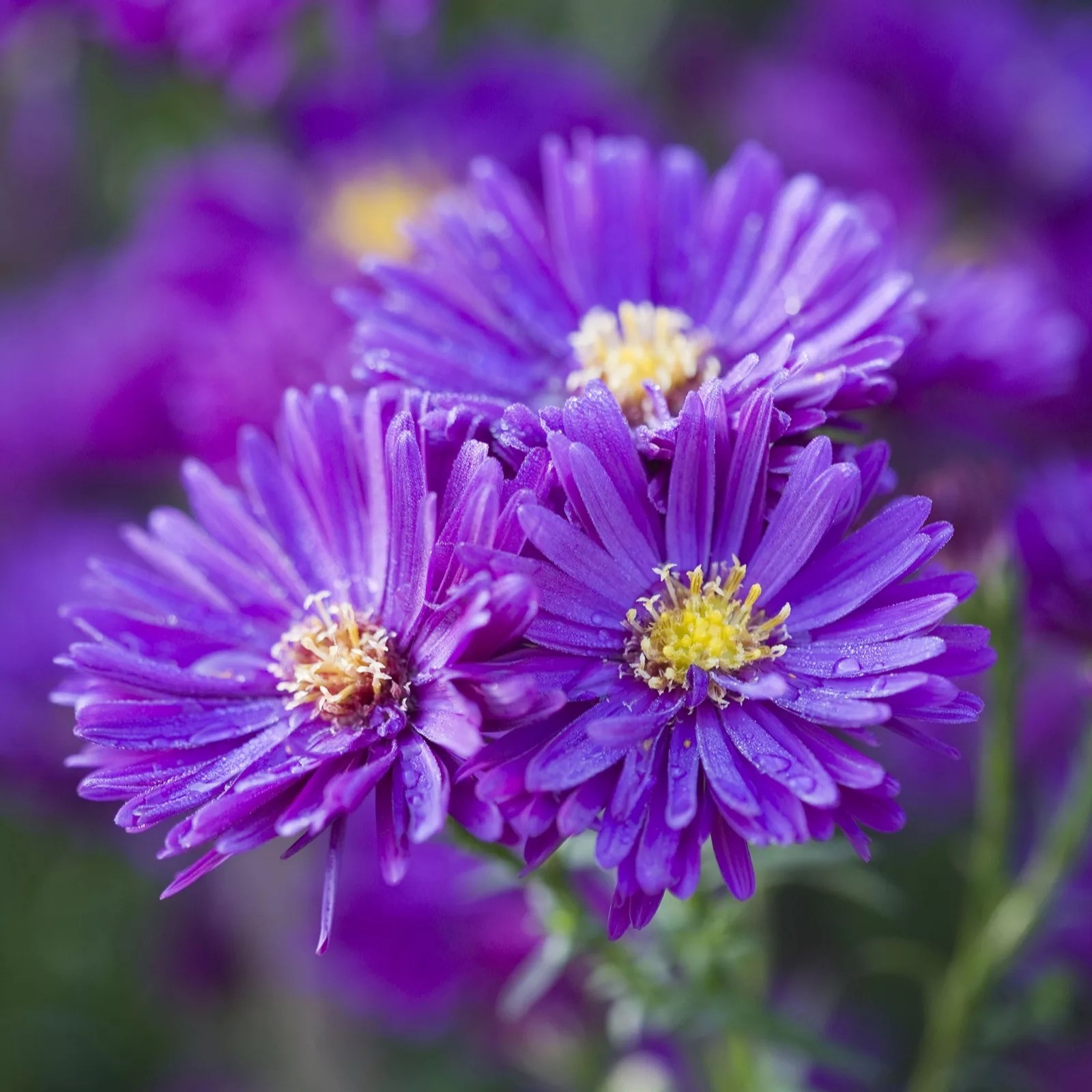 Hayloft Plants Autumn Flowering Aster trio 3x 9cm pot grown plants QVC UK