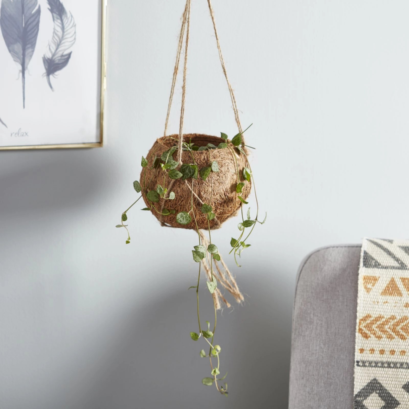 Thompson & Hanging Plant Collection 3 x Plants QVC UK