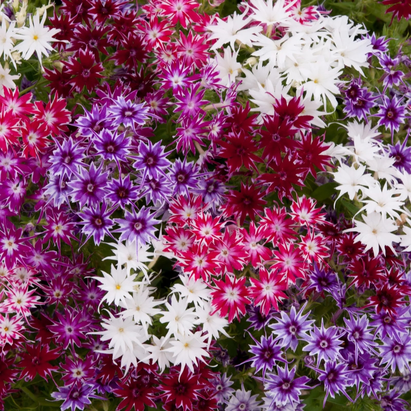 Precious Plants Garden Ready Phlox Popstars 12x 5cm young plants QVC UK