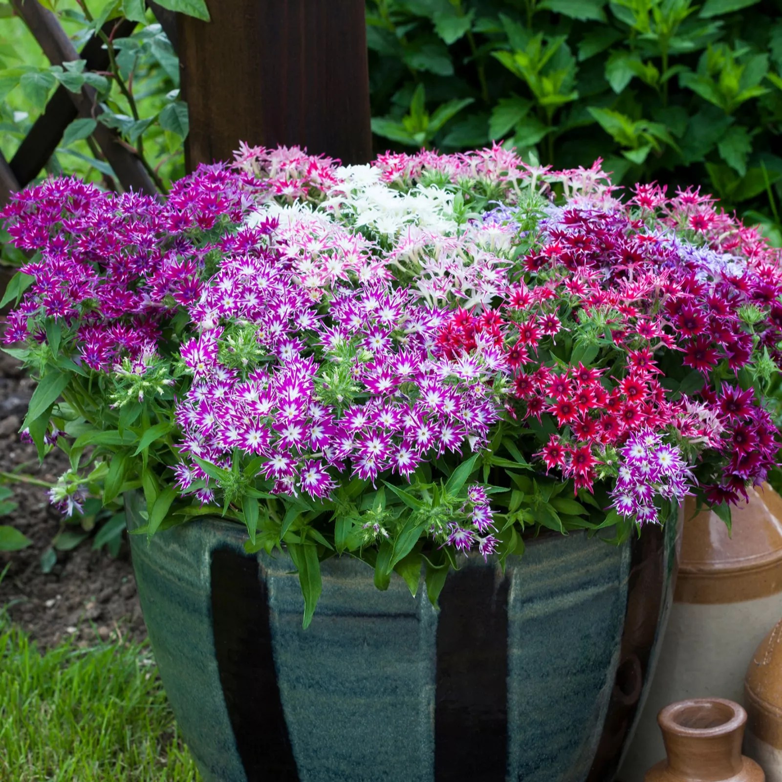 Precious Plants Garden Ready Phlox Popstars 12x 5cm young plants QVC UK