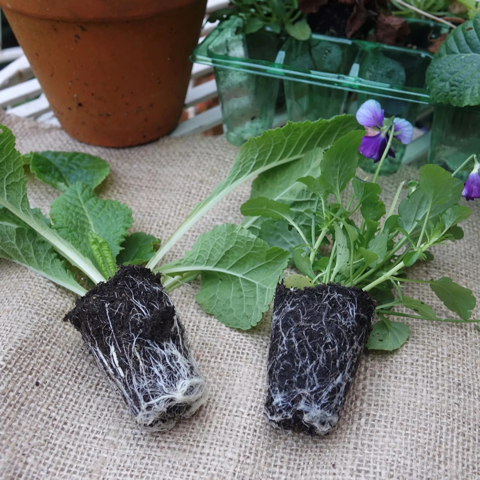 Precious Plants Garden Ready Phlox Popstars 12x 5cm young plants QVC UK