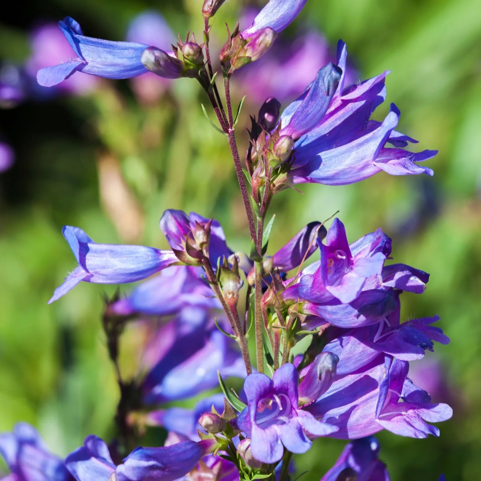 Hayloft Plants Penstemon Late Summer Colour 3 x 1 Litre Pot Grown