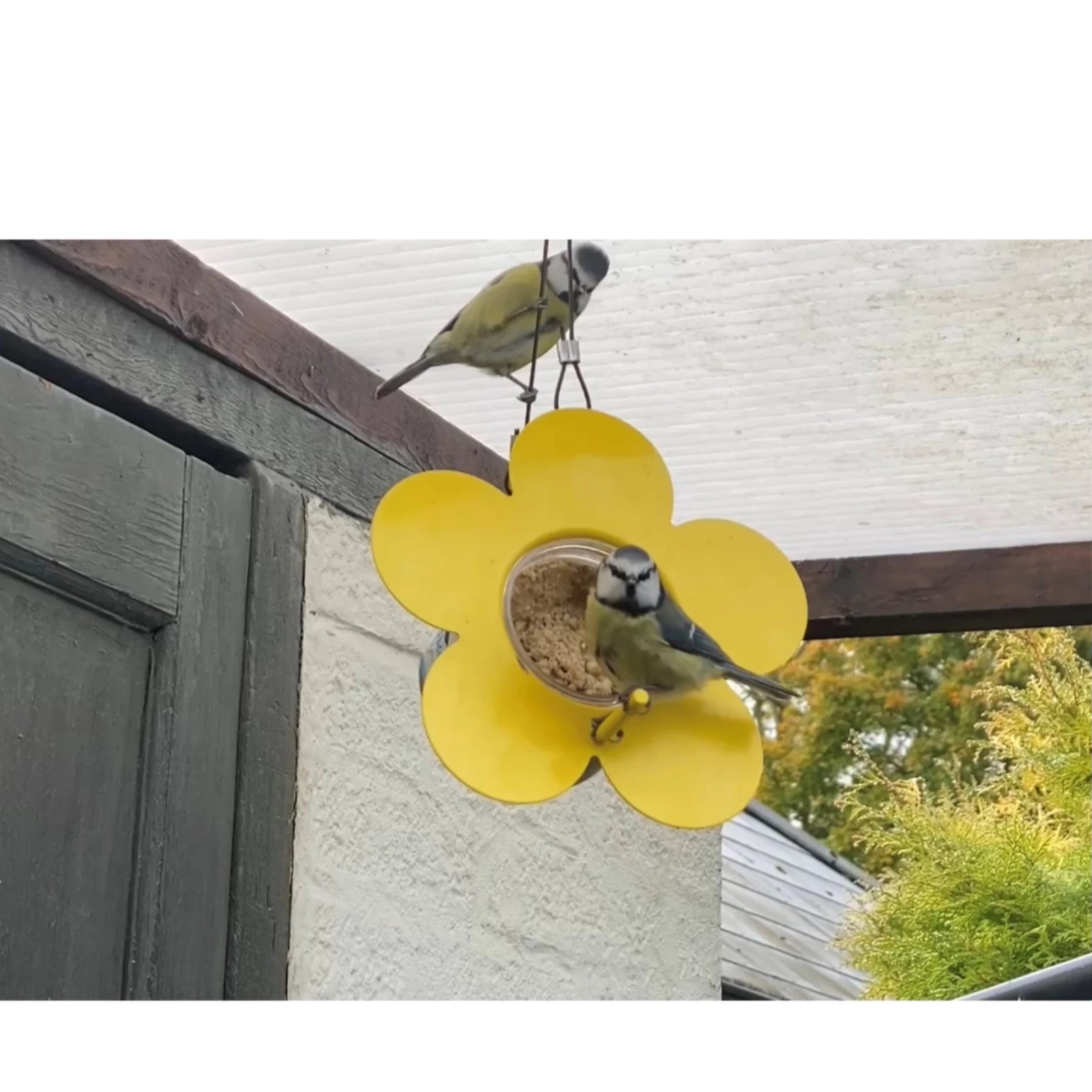 Grumpy Gardener Set of 2 Hanging Flower Feeders with Nut Pecker Jars