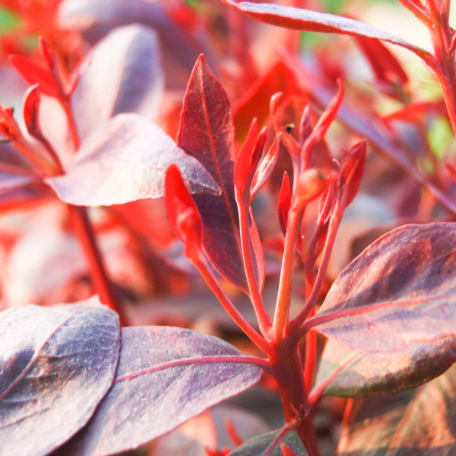 Hayloft Plants Ceratostigma Plumbaginoides Hardy Plumbago 3 x 9cm Pots
