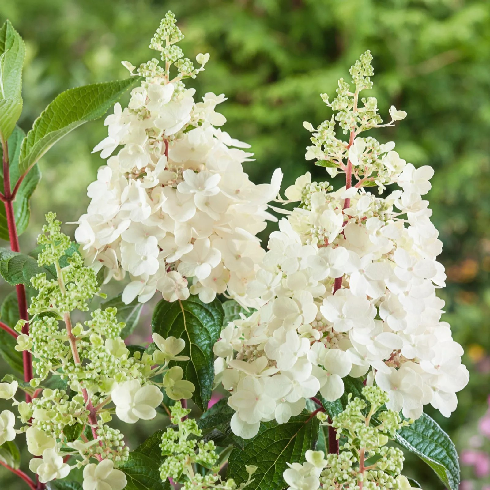 Plants2Gardens Hydrangea paniculata Wims Red 3ltr QVC UK