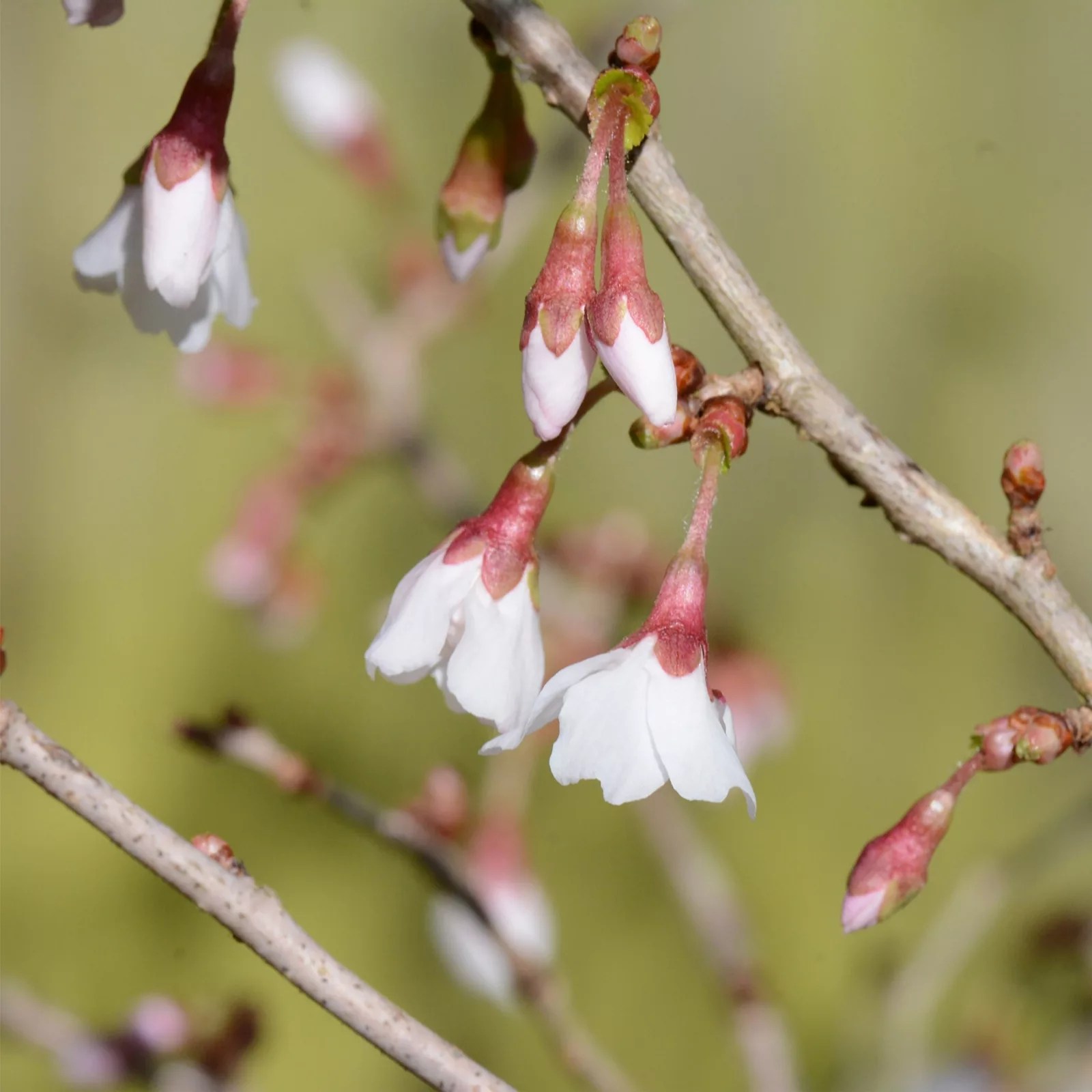Precious Plants Ornamental Cherry Dance of the Butterflies 3x 9cm pot