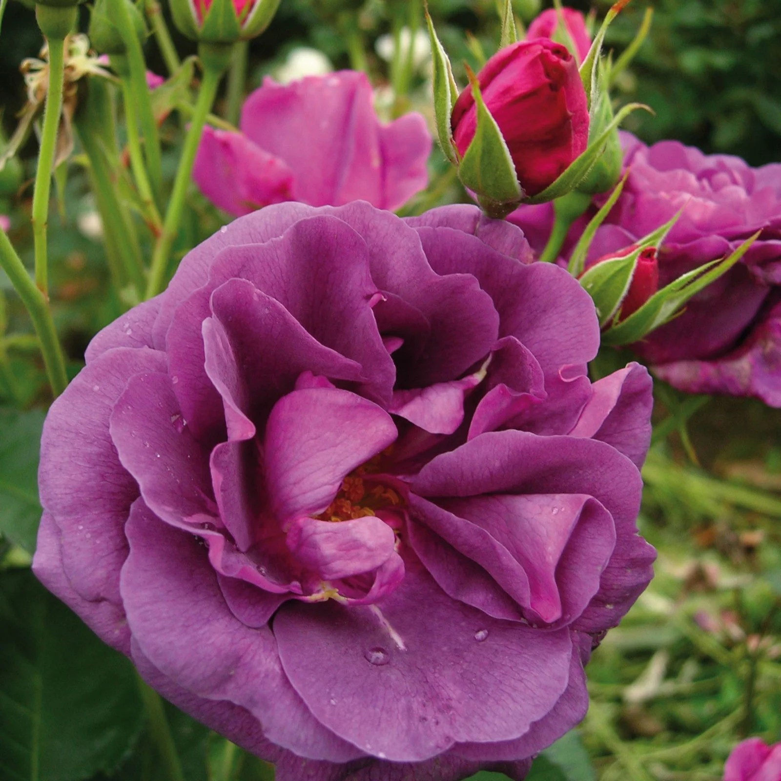 Plants2Gardens Fragrant Roses Collection QVC UK