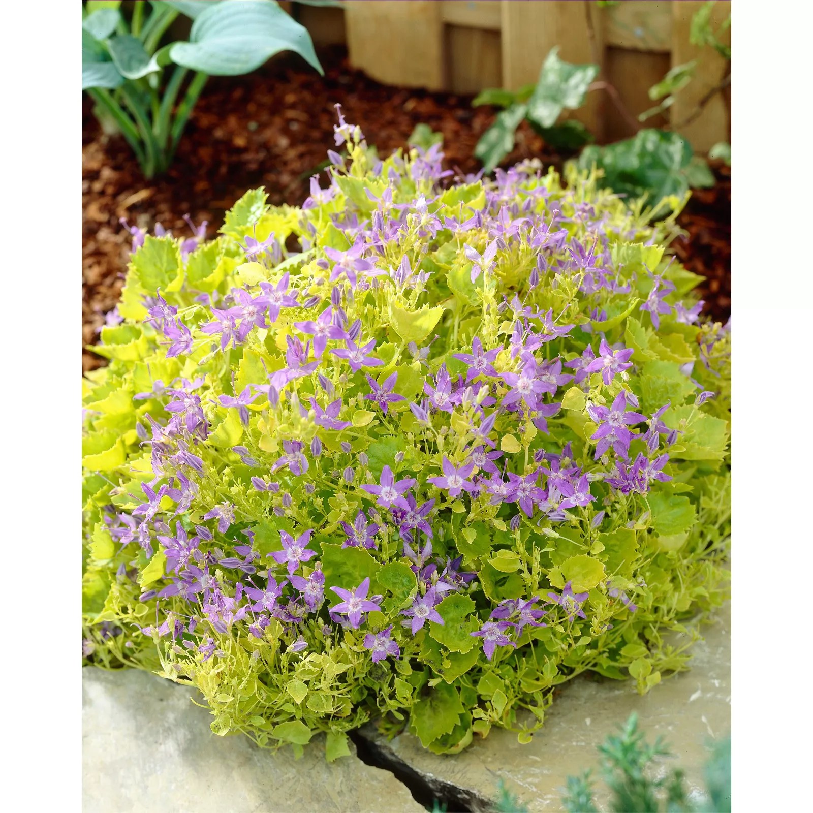 Hayloft Plants Campanula Border Edge Collection QVC UK