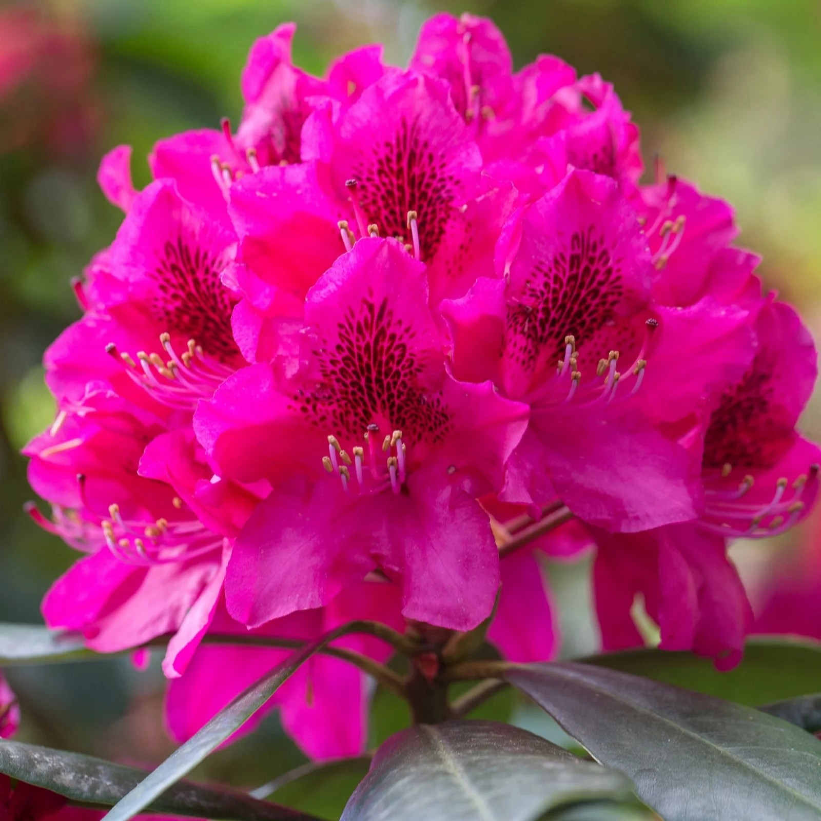 Precious Plants Rhododendron Nova Zembla Red 1x 13cm pot QVC UK