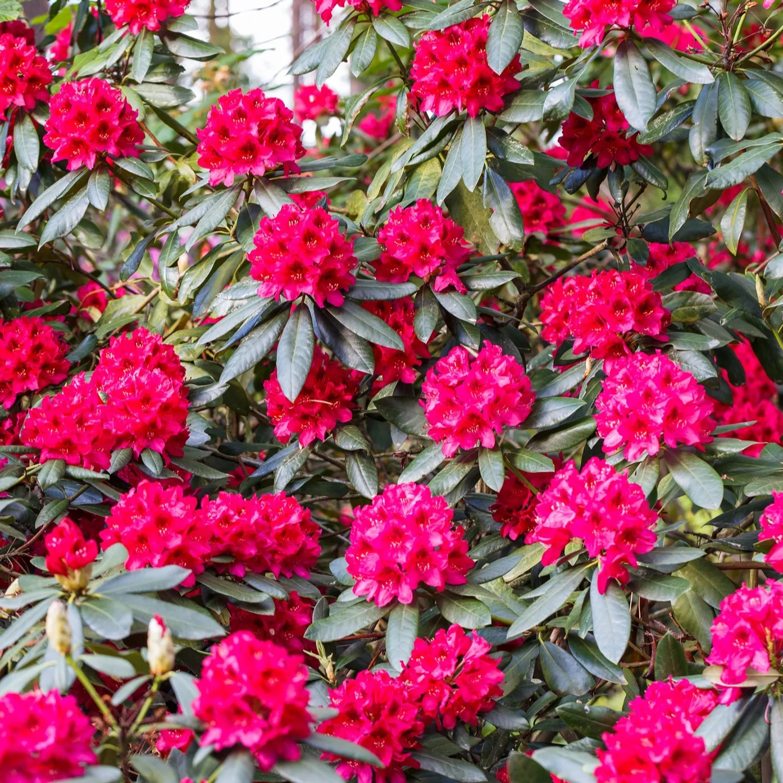 Precious Plants Rhododendron Nova Zembla Red 1x 13cm pot QVC UK