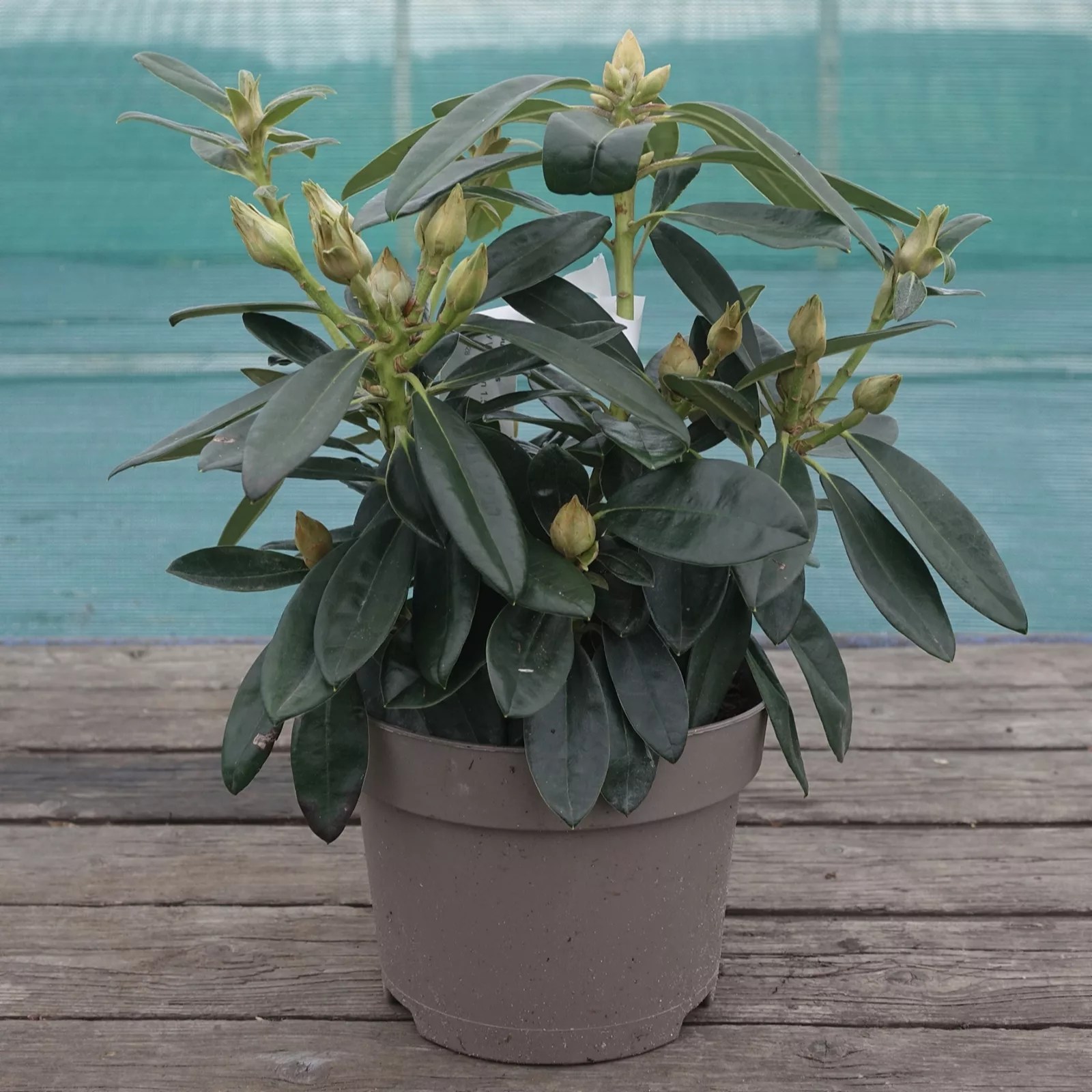 Precious Plants Rhododendron Nova Zembla Red 1x 13cm pot QVC UK