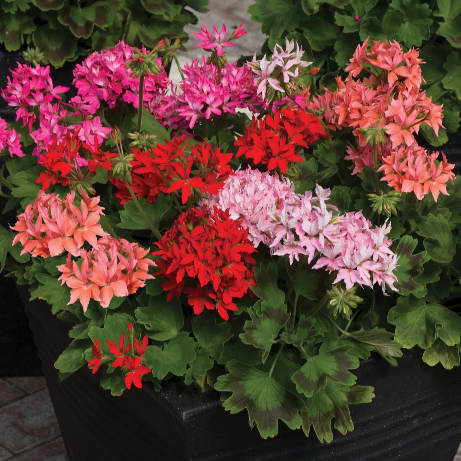 Precious Plants Garden Ready StarShaped Geranium Quantum 12x 5cm QVC UK