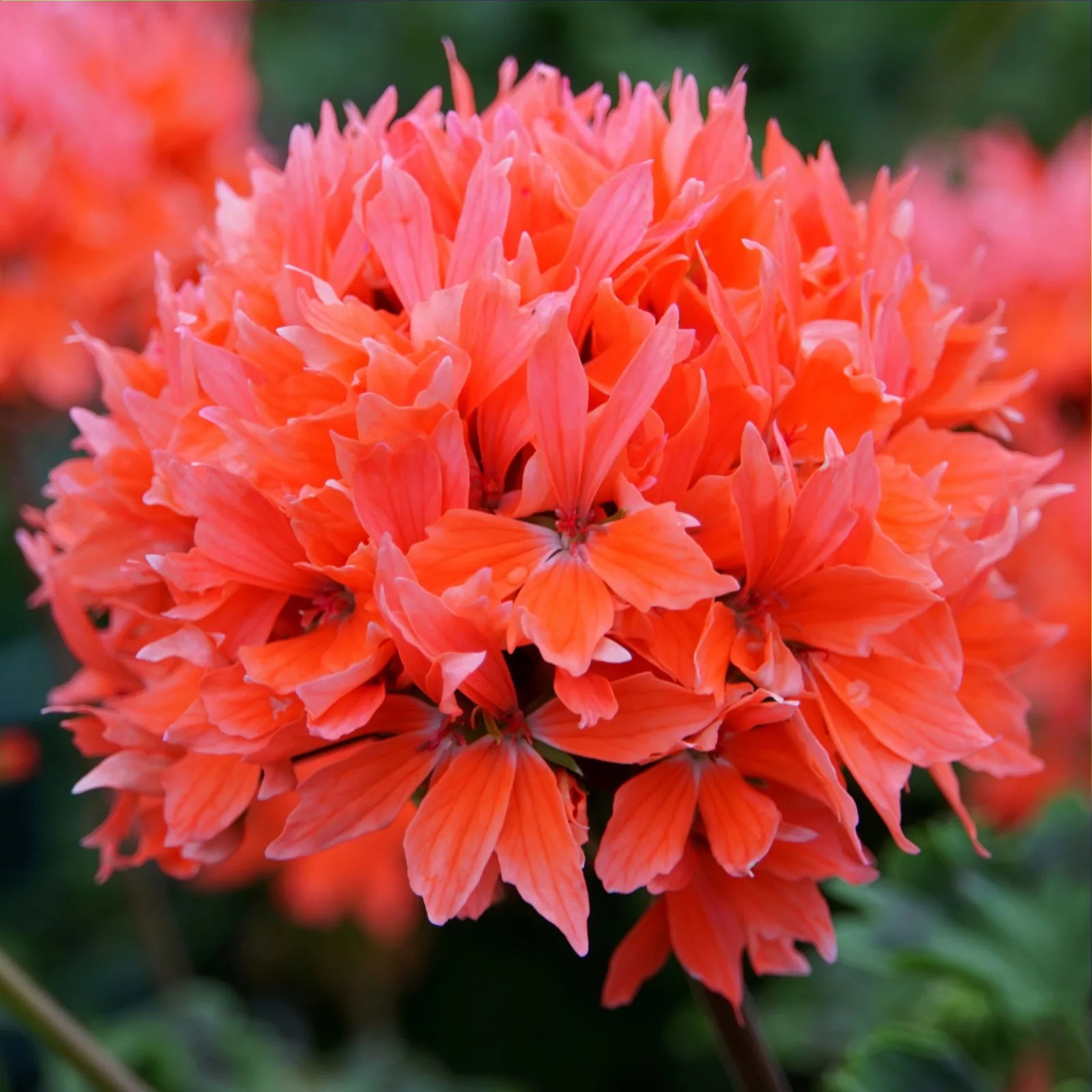Precious Plants Garden Ready StarShaped Geranium Quantum 12x 5cm QVC UK