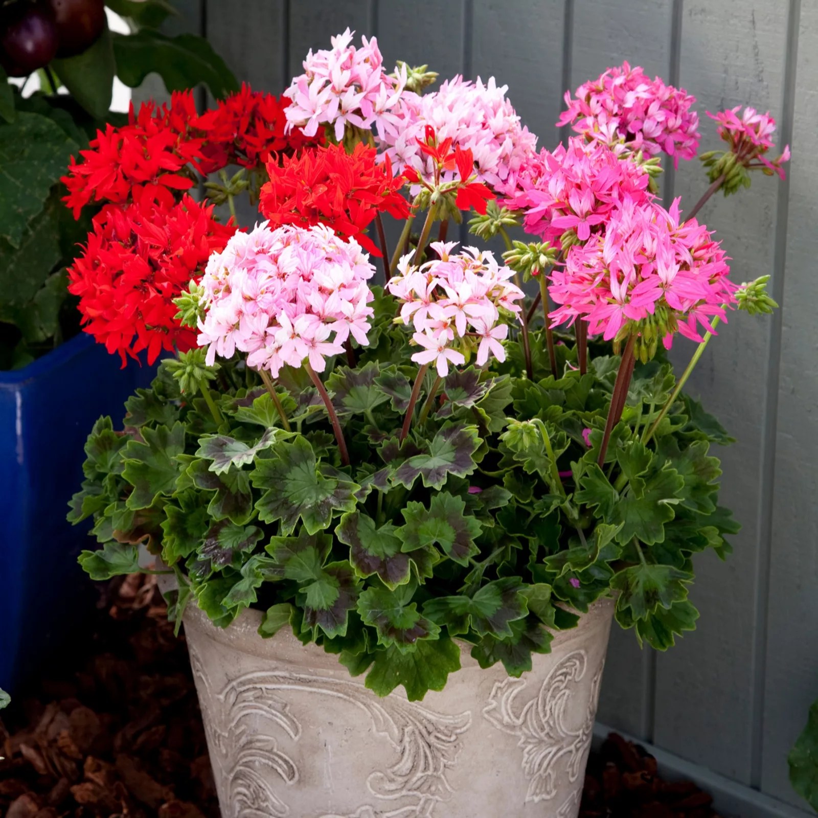Precious Plants Garden Ready StarShaped Geranium Quantum 12x 5cm QVC UK