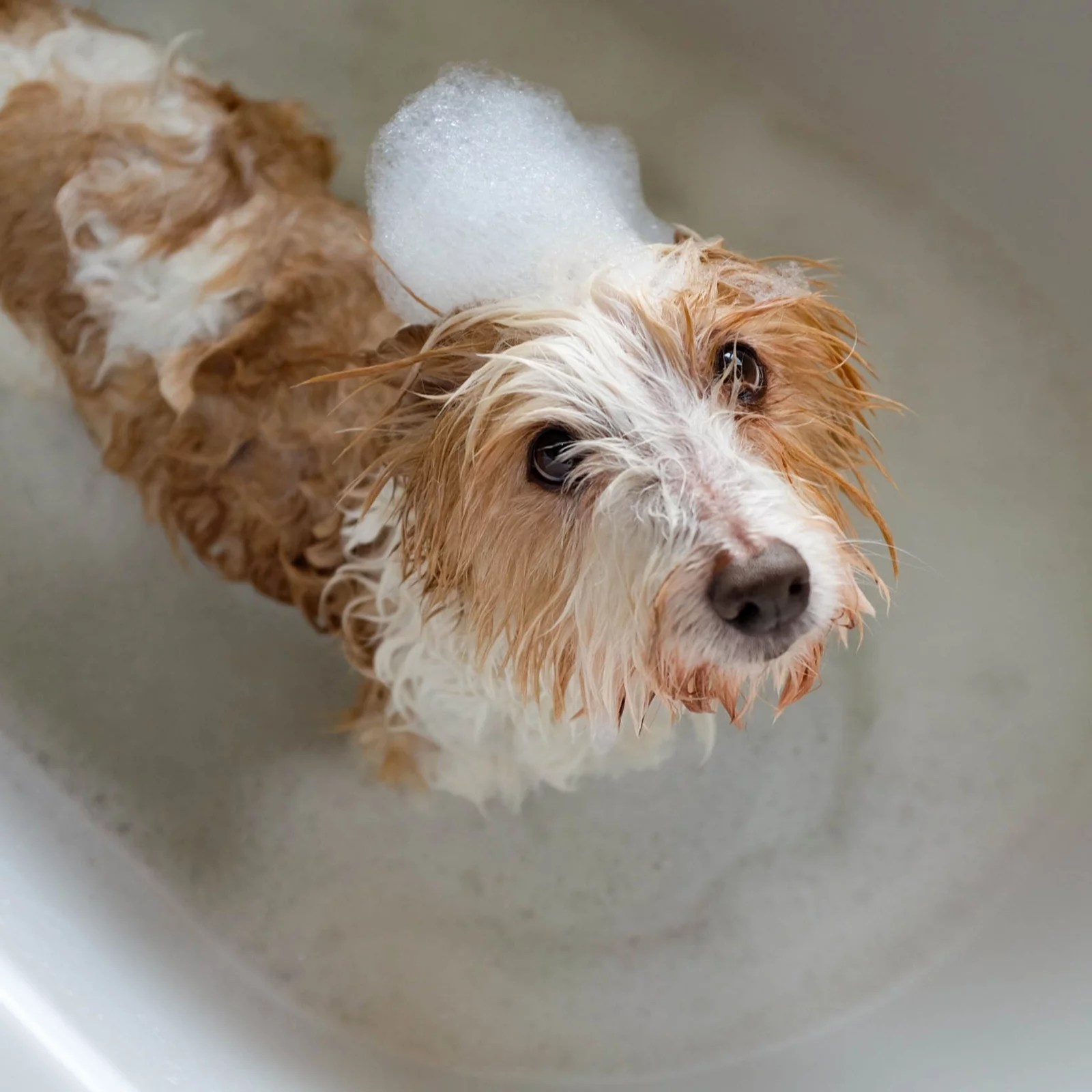 Ecoegg Pet Shampoo Stain Remover & Whoopsie Spray Bundle QVC UK